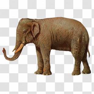 Elephant Illustration - Indian Transparent PNG