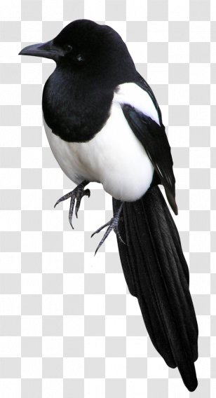 Bird Eurasian Magpie Clip Art - Wing Transparent PNG