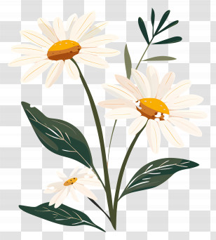 Flowers Daisy - Daisies With Green Leaves Illustration Transparent PNG