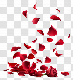 Falling Flowers - Falling Red Rose Petals Illustration Transparent PNG