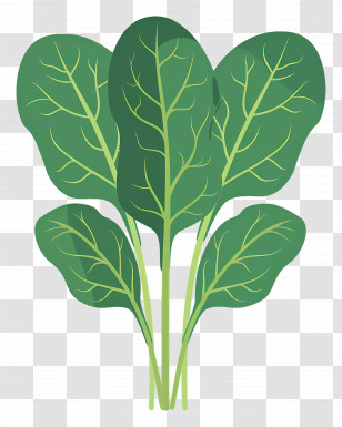 Spinach - Fresh Green Spinach Leaves For Healthy Meals Transparent PNG