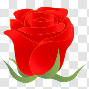 Rose - Red Rose Flower Symbolizing Romance Transparent PNG