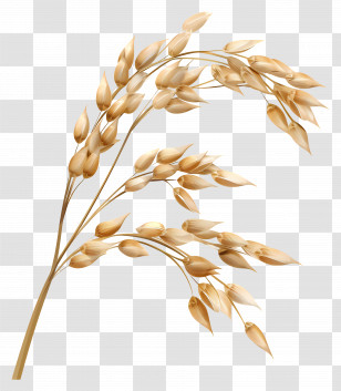 Rice Grains - Golden Wheat Stalks On Transparent Background Transparent PNG
