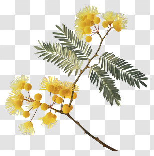 Mimosa Flowers - Yellow Mimosa Branch With Delicate Blooms Transparent PNG