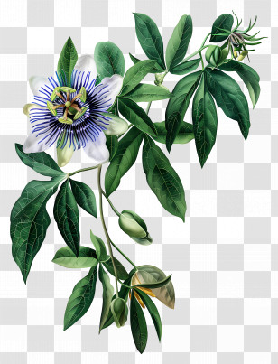 Blooming Flower - Passionflower Plant With Green Leaves Transparent PNG