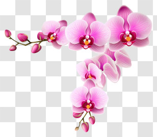 Pink Orchid Flower - Pink Orchids In A Delicate Floral Arrangement Transparent PNG
