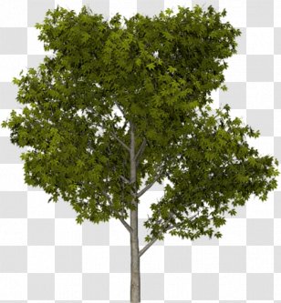 Stone Pine Tree Landscape - Rendering Transparent PNG
