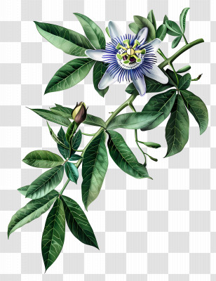 Blooming Flower - Botanical Vine With Passionflower Design Transparent PNG