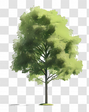Tree - Green Tree Illustration Transparent PNG