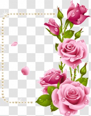 Garden Roses Picture Frames Flower Paper - Rose Family Transparent PNG