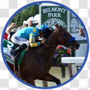 Thoroughbred 2017 Belmont Stakes Park Horse Racing American Pharoah - Lofts On Transparent PNG