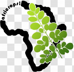 Drumstick Tree Africrops! GmbH WerbeTriebwerk UG Food Rohstoff - Branch - Knowledge Transparent PNG