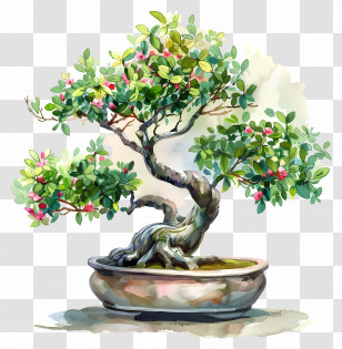 Bonsai Tree - Flowering Bonsai Tree Illustration Transparent PNG