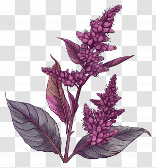 Amaranth - Purple Plant With Leaves And Flowers Transparent PNG