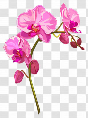 Pink Orchid Flower - Pink Orchid Flowers On Stem Transparent PNG
