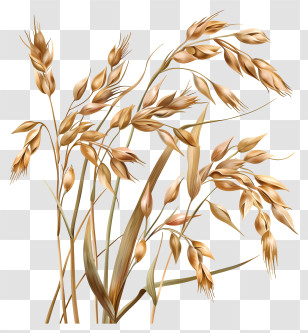 Oats - Golden Oat Grains Illustration Transparent PNG