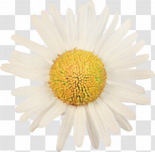 Marguerite Daisy Common Oxeye Stock Photography Flower - Yellow Transparent PNG