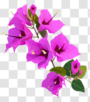 In The Style Of Hyperrealistic Illustrations - Pink Bougainvillea Branch With Colorful Blooms Transparent PNG