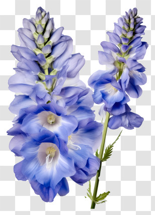 Pastel Delphinium Flower - Stunning Delphinium Purple Blooms Transparent PNG