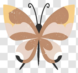 Butterfly - Colorful Butterfly Illustration Transparent PNG