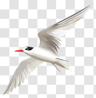 Arctic Tern - Flying Bird In The Sky Transparent PNG