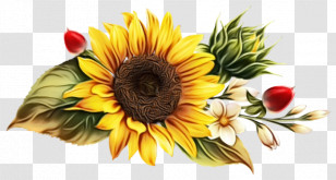 Floral Design Transparent PNG