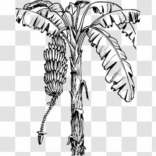 Banana Leaf Clip Art - Botany Pictures Transparent PNG