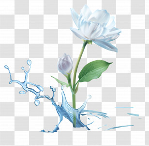Water - White Flower And Water Splash Artwork Transparent PNG