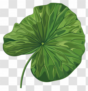 Water Lily Leaf - Detailed Green Lotus Leaf Illustration Transparent PNG