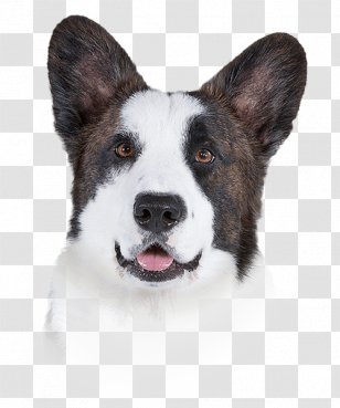 Dog Breed Cardigan Welsh Corgi Karelian Bear Pekingese Flea - Pyrethrin - Shampoo Transparent PNG