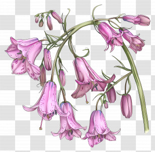 Pink Bluebells - Delicate Pink Bell Flowers Illustration Transparent PNG