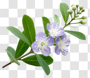 Elegant Myrtle Flower - Purple Flowers And Green Leaves In A Natural Botanical Style Transparent PNG