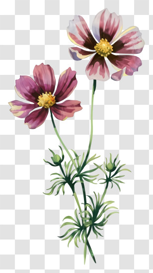 Pink Flowers - Illustration Of Pink Cosmos Flowers Transparent PNG