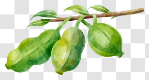 Cartoon - Green Fruits Hanging On A Branch Transparent PNG