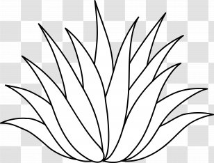 Aloe Vera Queen Victoria Agave Azul Medicinal Plants Leaf Plant Transparent Png