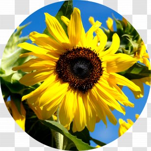 Common Sunflower Seed Oil Lecithin - Autobiography Of A Merchant Transparent PNG