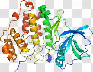 Ribosomal Protein S6 Kinase Eukaryotic Small Subunit Structure - Frame - Tree Transparent PNG