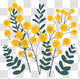 Mimosa Flowers - Yellow Flowers With Green Leaves Transparent PNG