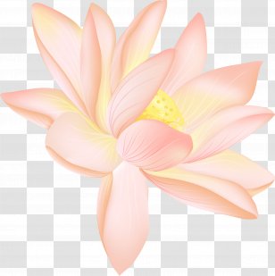 Petal Close-up Cut Flowers Proteales - Pink Lotus Transparent PNG