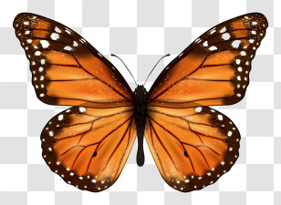 Butterfly - Orange Monarch Butterfly Illustration Transparent PNG