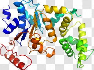 Organism Human Behavior Line Clip Art Transparent PNG