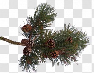 Pine Spruce Conifer Cone Fir - Data - Needle Transparent PNG