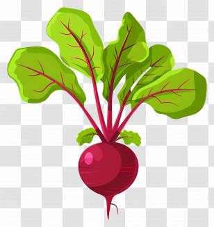 Beetroot - Fresh Red Beetroot Illustration With Green Leaves Transparent PNG