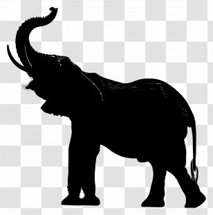 Elephant Trunk Up Silhouette - Black Elephant Silhouette Illustration Transparent PNG