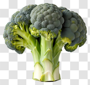 Cartoon - Fresh Broccoli Full Of Detail Transparent PNG