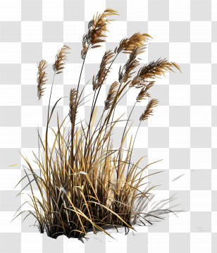 Karl Foerster Grass - Dry Reed Plants In A Nature-Inspired Art Style Transparent PNG