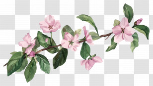 Branch With Flower - Magnolia Flowers On A Branch Illustration Transparent PNG