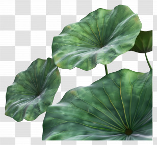 Lotus Leaf - Green Lotus Leaves With Natural Details Transparent PNG