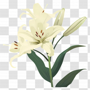 Lilies - Elegant White Lily Flower Illustration Transparent PNG