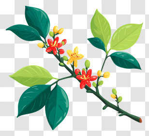 Coffee Tree Branch - Flower Branch With Leaves Transparent PNG